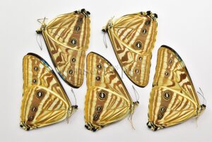 :::BULK SALE:::: Morpho zephyritis zephyritis A1 ♂