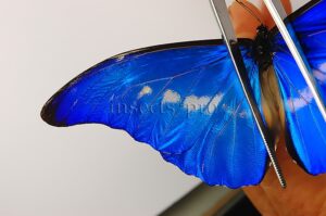 Morpho rhetenor helena ♂ ABERRATION* NARROW WHITE BAND