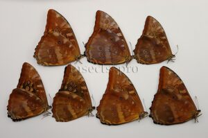 Morpho telemachus martini ♂ SOUTH-PERU SET of 7 sp.