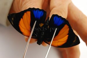 Agrias amydon zenodorus ♂ RARE FORM FROM MARAÑON AREA