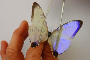 Morpho sulkowskyi nieva ♂