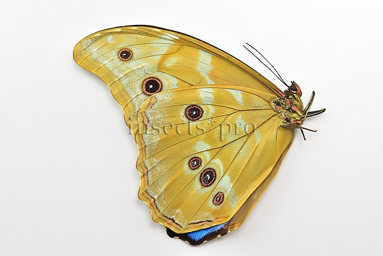 Morpho godartii tingomariensis A1 ♂