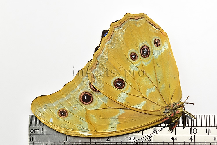 Morpho godartii tingomariensis A1 ♂ - Image 2
