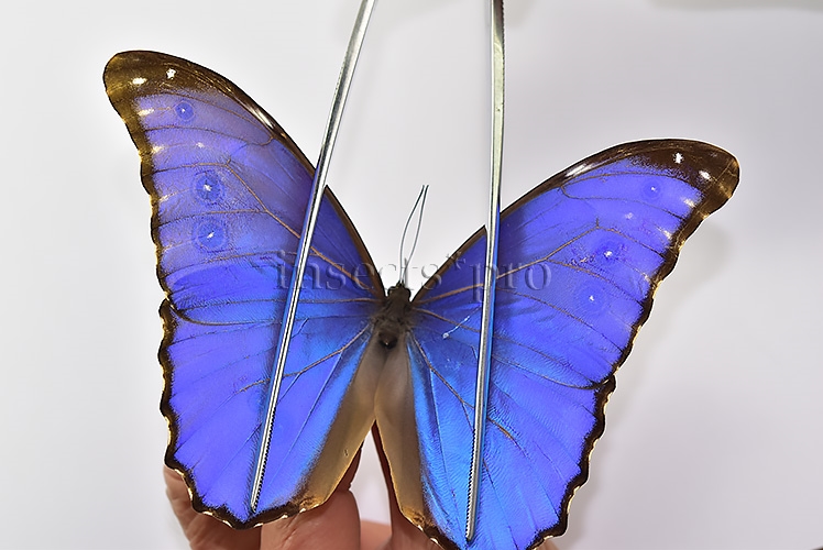 Morpho godartii tingomariensis A1 ♂ - Image 3
