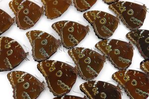 :::BULK SALE:::: Morpho achilles fagardi A1 ♂