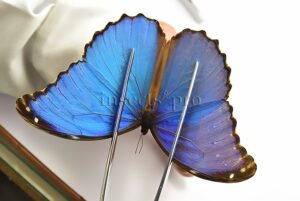 Morpho godartii tingomariensis A1 ♂ ABERRATION* BLURRED SPECIMEN