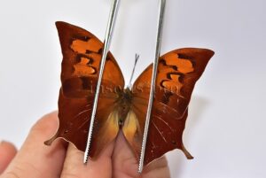Anaea titan ssp. ♀