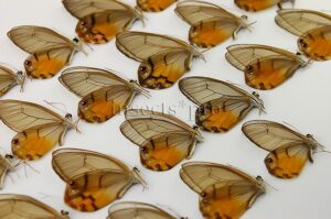 :::BULK SALE:::: Haetera piera A1 ♂♀ GLASSWINGS - OFFER **** ONLY A1 QUALITY - MALES & FEMALES @1.39 USD