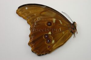Morpho godartii tingomariensis ♂ ABERRATION* NO OCELLI ON FW