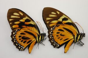 :::BULK SALE:::: Pterourus zagreus chrysoxanthus A1 ♂ TIGER BUTTERFLY