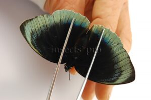 Agrias beatifica stuarti A1 ♀