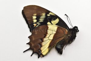 :::BULK SALE:::: Pterourus cacicus inca A1 ♂