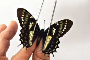 Pterourus cacicus inca A1 ♂