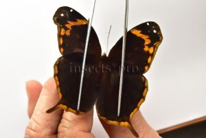 Opoptera aorsa A1 ♂