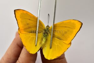 Phoebis argante argante A1 ♂ ABERRATION* MELANIC