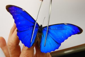 Morpho rhetenor rhetenor ♂