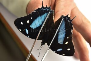 Baeotus japetus A1 ♂