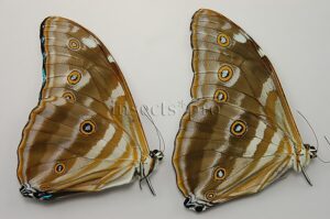 :::BULK SALE:::: Morpho marcus intermedia f. gigantea A1/A1- ♂