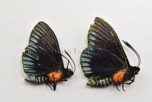 Oiticicastnia sp. ♂ RARE CASTNIIDAE SET of 2 sp.