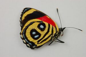 Catagramma pyracmon peristera ♀