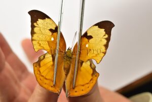 Anaea itys itys A1 ♀