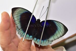 Agrias beatifica lachaumei A1 ♀