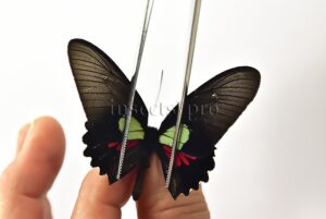 Parides aeneas tucha ♂