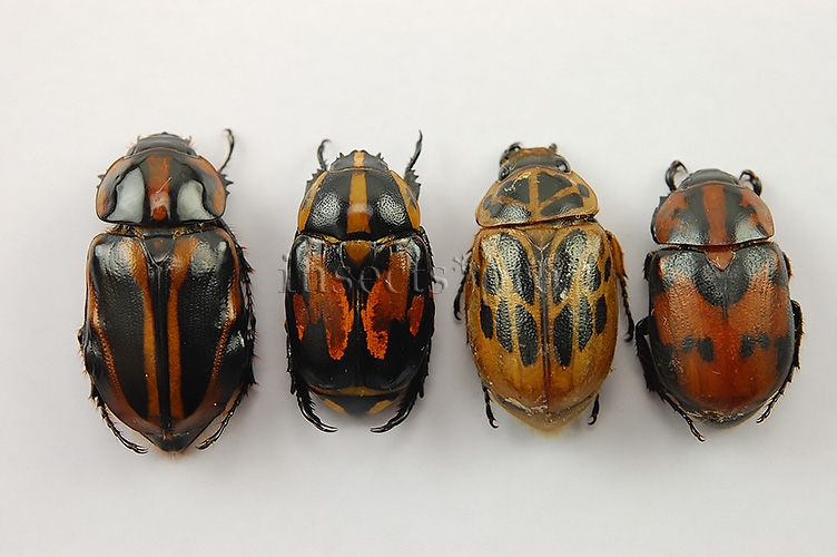 Rutelinae spp. A1 ♂ SET of 4 sp.