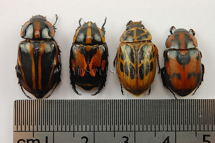Rutelinae spp. A1 ♂ SET of 4 sp. - Image 2
