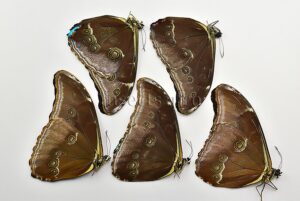 :::BULK SALE:::: Morpho absoloni A1 ♂
