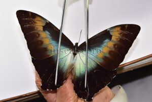Morpho cisseis cabrera ♂