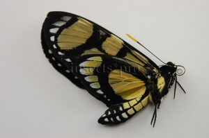Gazera heliconioides dodona A1 ♂
