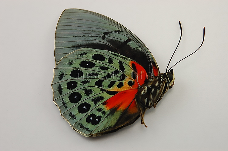 Agrias beatifica lachaumei A1 ♂ - Image 2