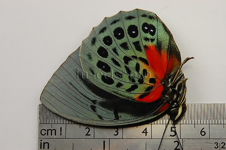 Agrias beatifica lachaumei A1 ♂ - Image 3