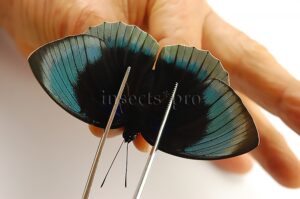 Agrias beatifica lachaumei A1 ♂