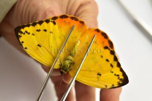 Phoebis philea philea ♀