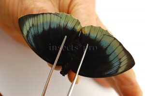 Agrias beatifica stuarti A1 ♀