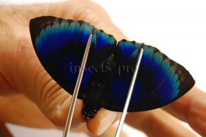 Agrias beatifica stuarti f. interruptus A1 ♂