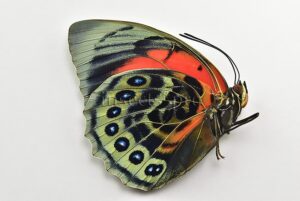 Agrias beatifica x Agrias claudina lugens A1 ♀ HYBRID*