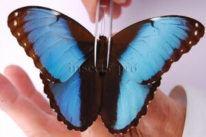 :::BULK SALE:::: Morpho achilles agamedes A1 ♂ EXTENDED BLUE