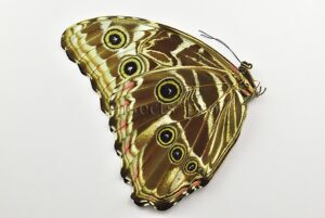 :::BULK SALE:::: Morpho deidamia mariae A1 ♀