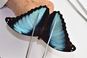 Morpho deidamia mariae A1 ♂