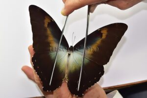 Morpho cisseis gahua f. phadena ♂