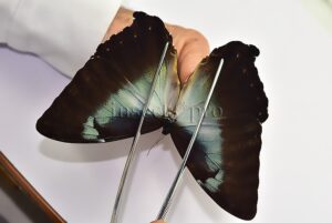 Morpho cisseis gahua f. gahua ♂