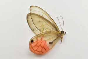 Cithaerias pireta aurora A1 ♂