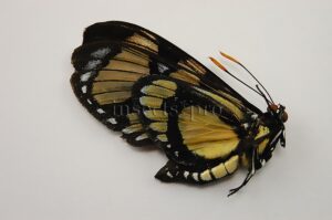 Gazera heliconioides dodona ♂