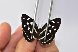 Dynamine sp. A1 ♀