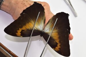 Morpho cisseis jeannoti A1 ♂