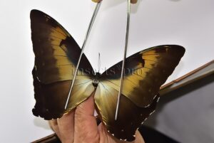 Morpho cisseis jeannoti A1 ♂