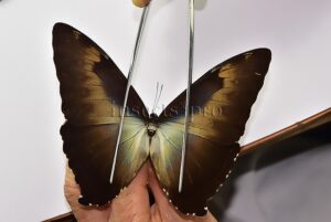 Morpho cisseis jeannoti ♂